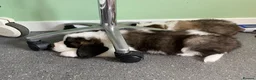Saint Bernard dogs for sale: (Last 3) Gorgeous Saint Bernard puppies available  - Advert 17