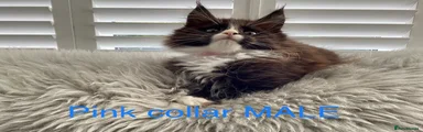Pink collar Maine Coon Kitten 