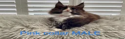 Maine Coon cats for sale: Bundles of fluff,  Maine Coon kittens  - Advert 11