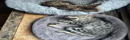 Savannah cats for sale: Beautiful savanah F4 female ready to leave  - Advert 14