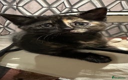 Domestic Shorthair cats for sale: 🐾Sorry….All REHOMED now 🥰 🐾 - Advert 2