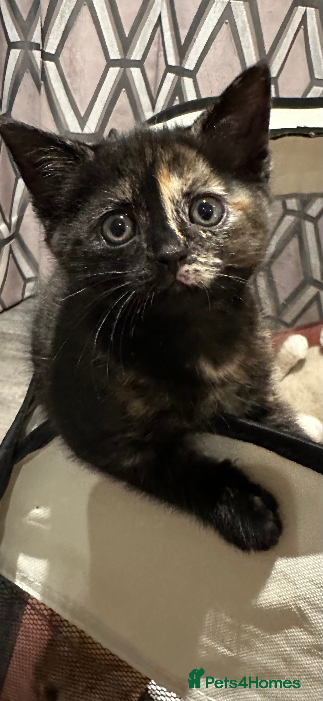 Domestic Shorthair cats for sale: 🐾Sorry….All REHOMED now 🥰 🐾 - Advert 2