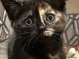 Domestic Shorthair cats 8 Stunning kittens 🐾 PLEASE Read Update 🐾 - Advert 15