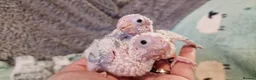 Conures birds for sale: Adorable fully hand reared conures  - Advert 3