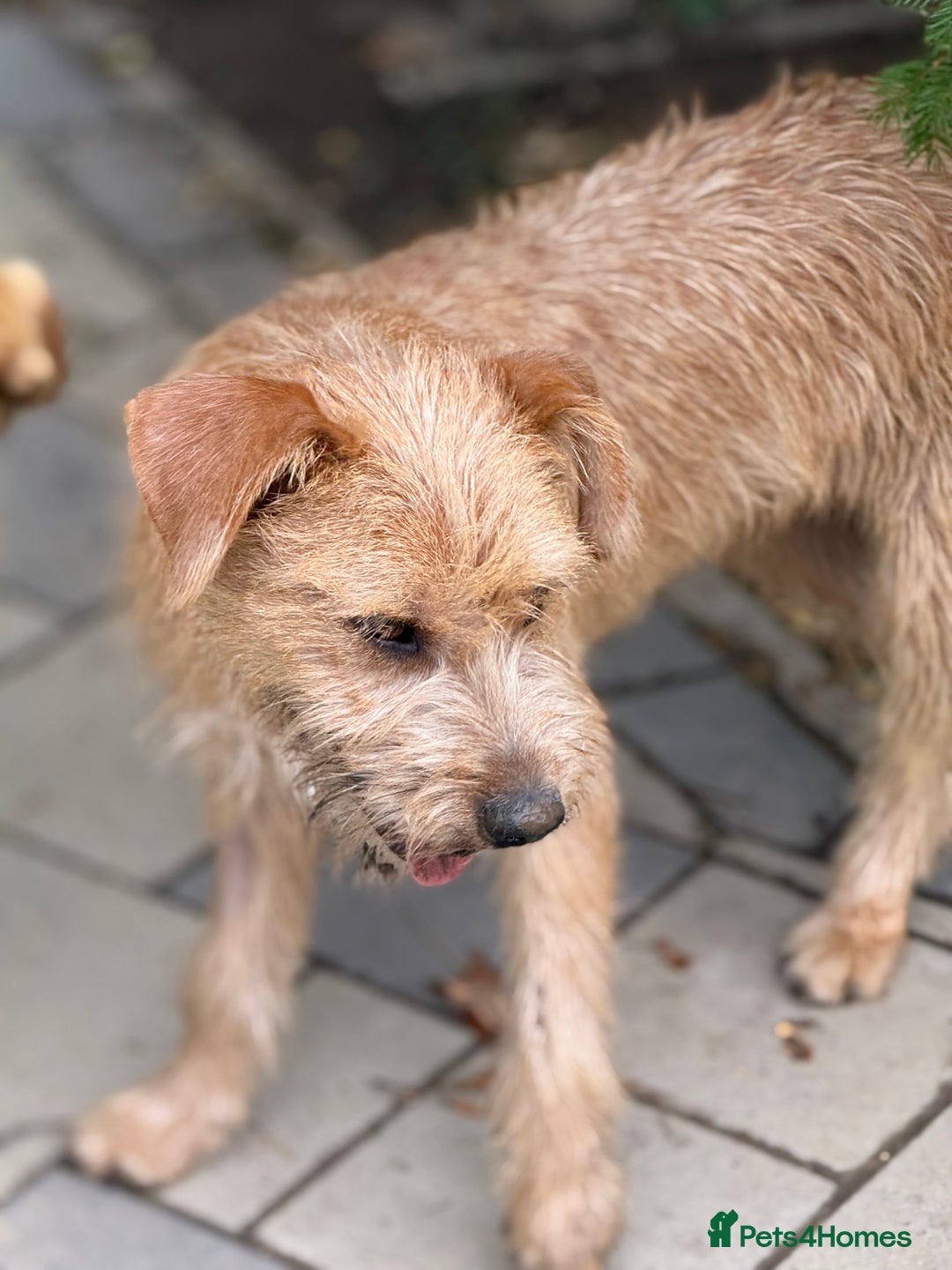 Mixed Breed dogs for adoption: Sweet Sunny Needs LOVE - Image 6