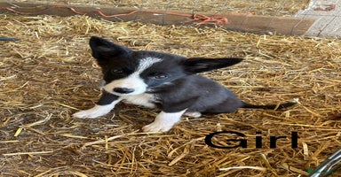 Border Collie dogs - Advert 1