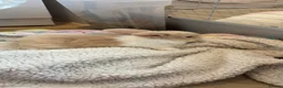 Mini Lop rabbits for sale: Pure breed mini lops  - Advert 5