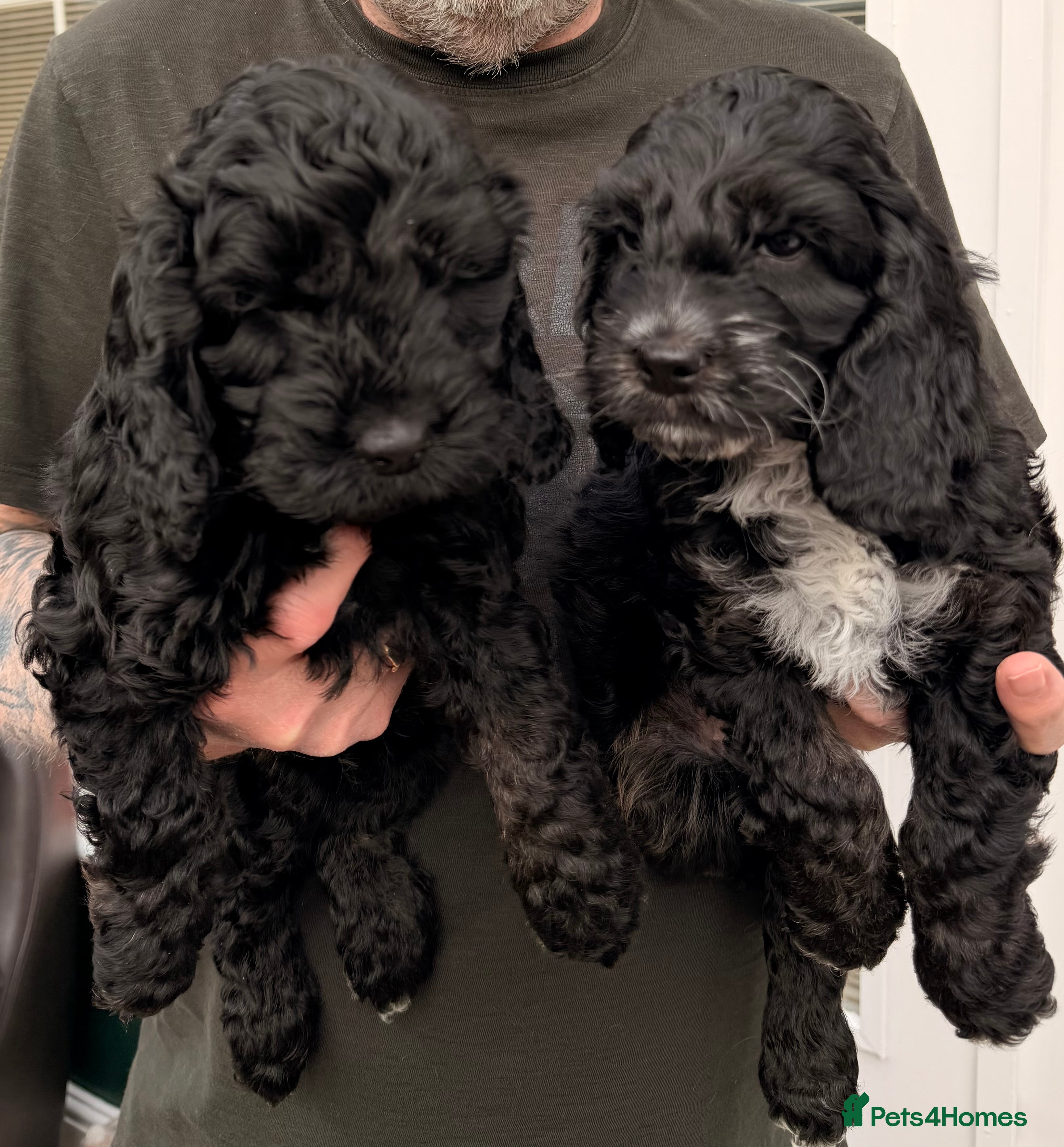 Cockapoo dogs F1 Cockapoo Puppies - Advert 16