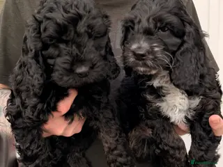 Cockapoo dogs F1 Cockapoo Puppies - Advert 14