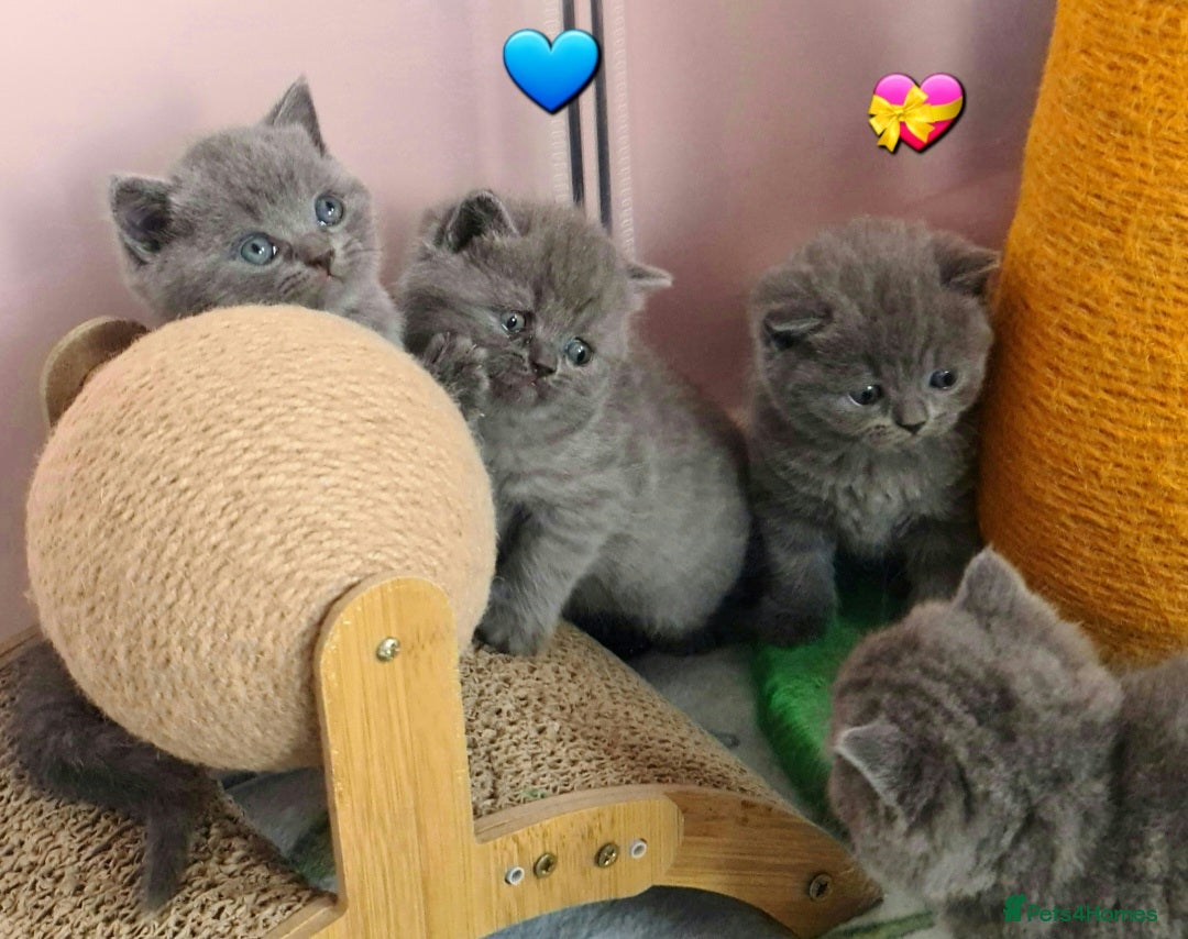 British Shorthair cats for sale: 🎅Boy💙&Girl💝BSH GCCF, Full vaccin.  - Advert 1