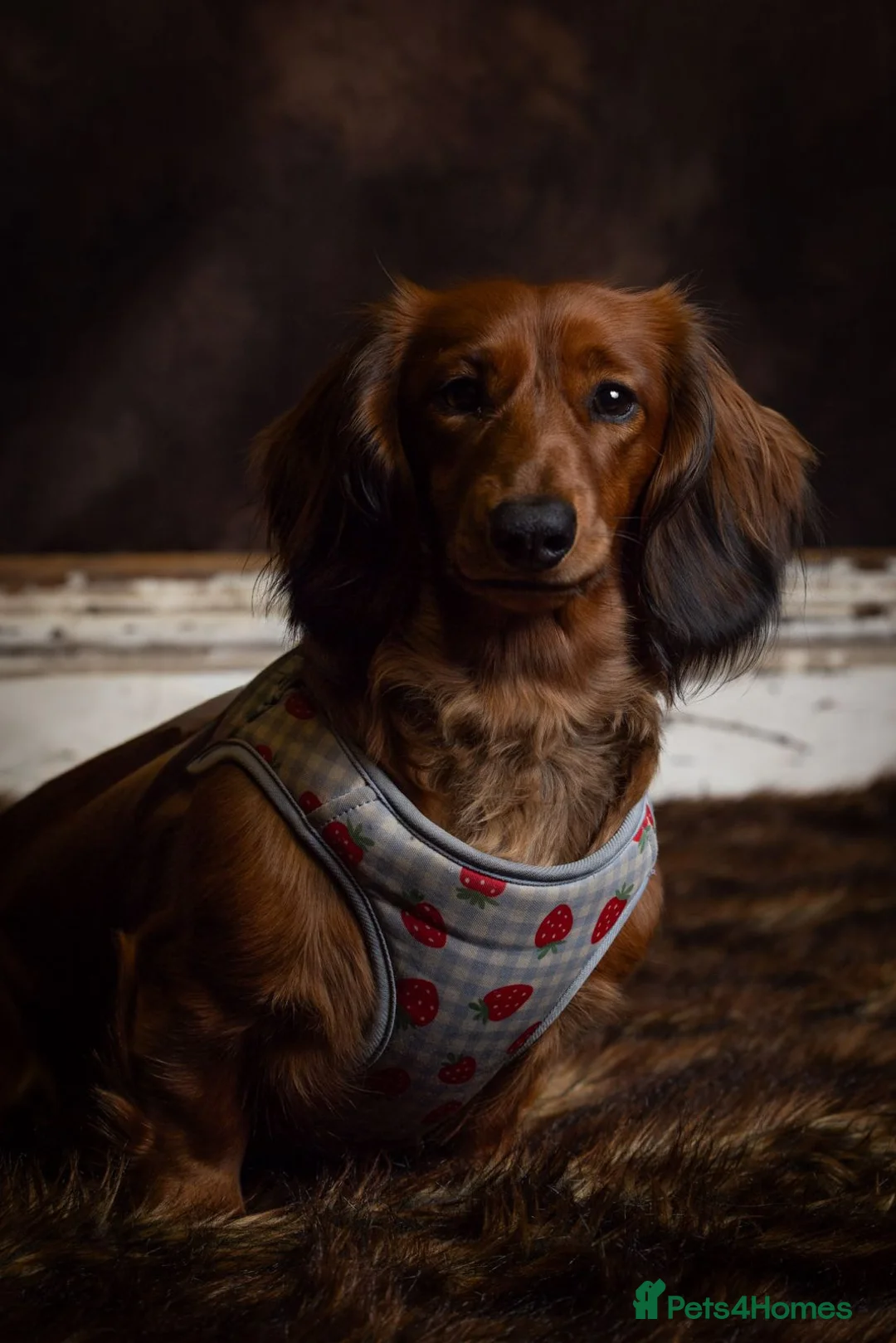 Dachshund dogs for sale: MOCHI, 2 years old Female dachshund for rehome  - Advert 2