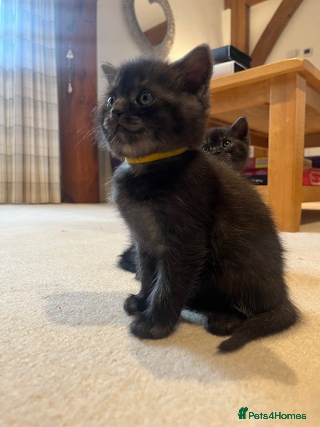 British Shorthair cats for sale: 4x British Shorthair Cross Kittens - Advert 11