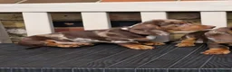 Miniature Dachshund dogs for sale: Miniature dachshunds - Advert 20