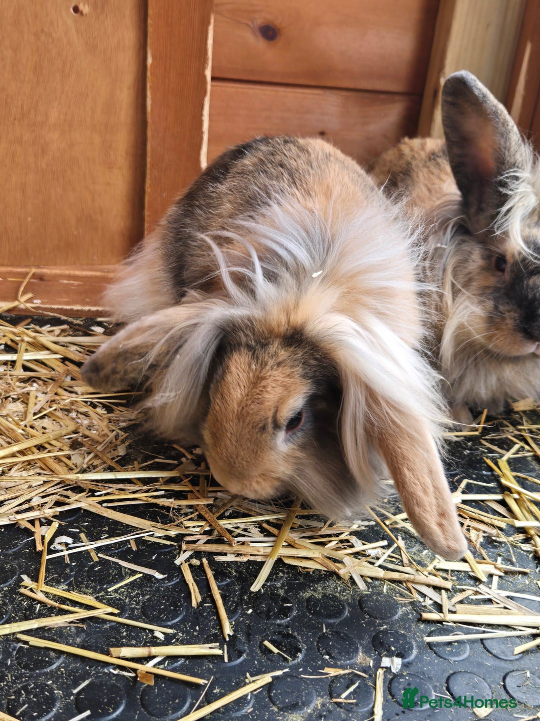 Continental Giant rabbits for sale: Giant continenetal × dwarf lop  - Image 4