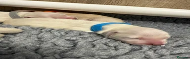 Blue collar Casper-Cream