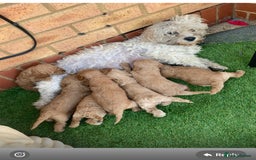 Cavapoo dogs for sale: Cavapoo - Image 1