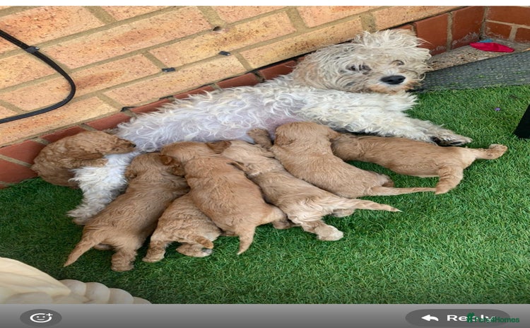 Cavapoo dogs - Advert 11