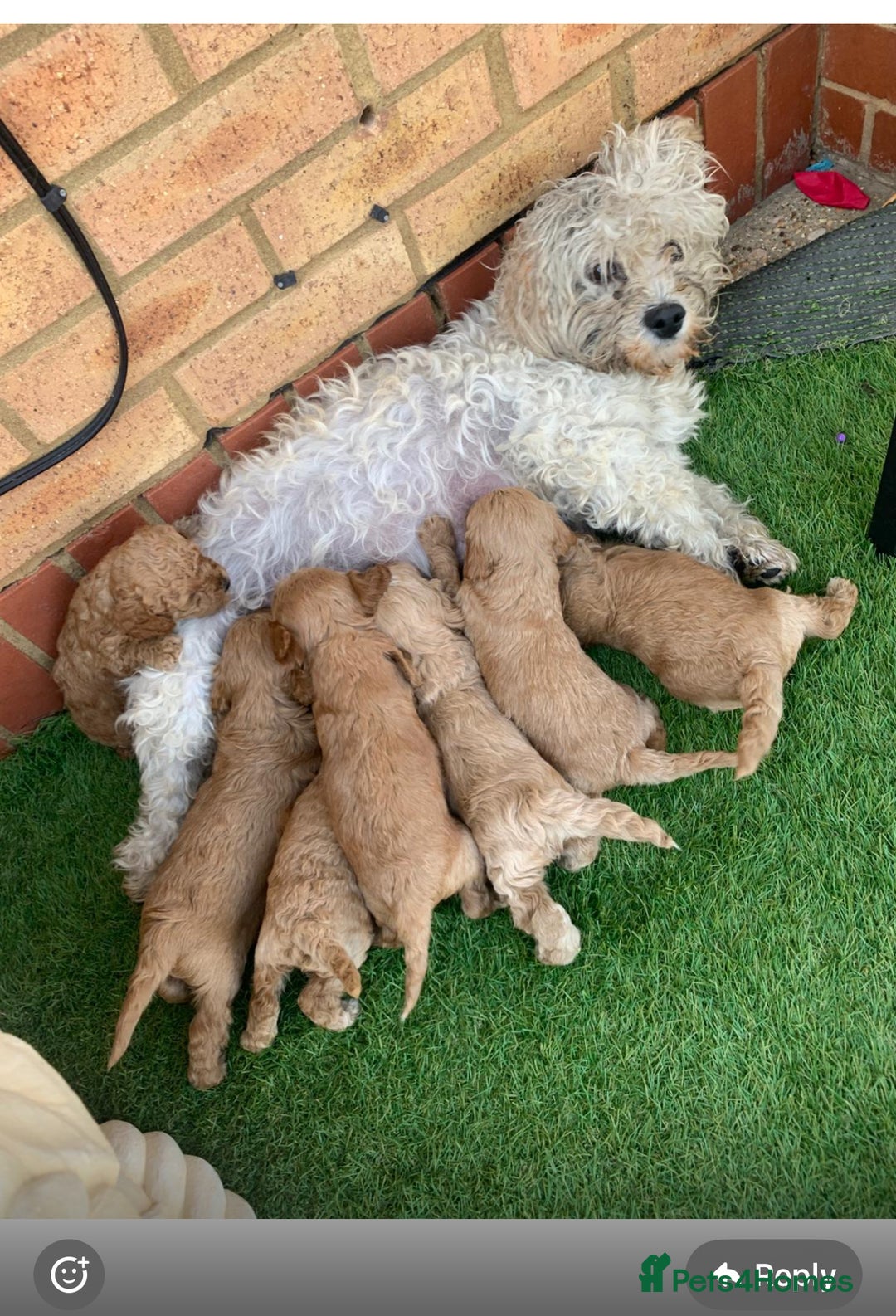 Cavapoo dogs for sale: Cavapoo - Image 1
