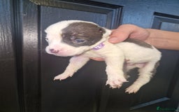 American Bulldog dogs for sale: American  bulldog  pups - Image 14