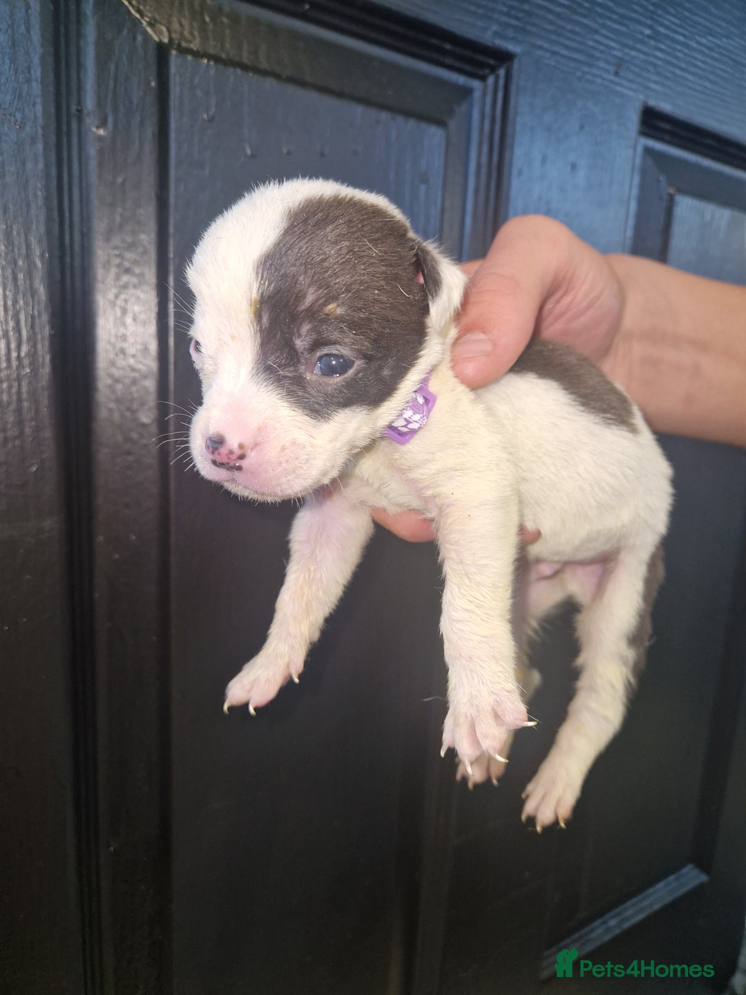 American Bulldog dogs for sale: American  bulldog  pups - Image 14