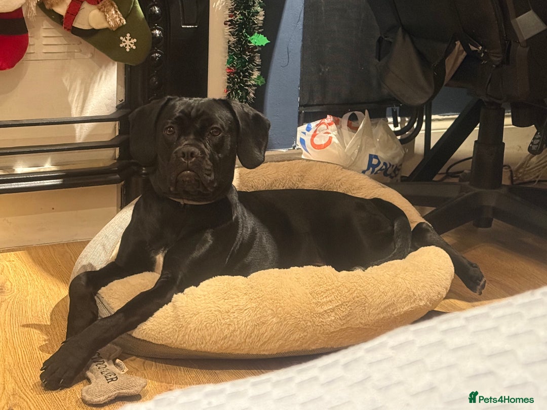 Mixed Breed dogs for sale: 🐾 Dog Looking for a New Home 🏡 - Image 9