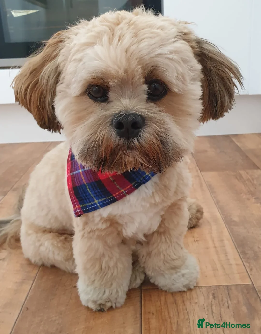 Lhasa Apso dogs for stud: Gorgeous proven KC registered Cooper for **stud** in Pontefract - Advert 4