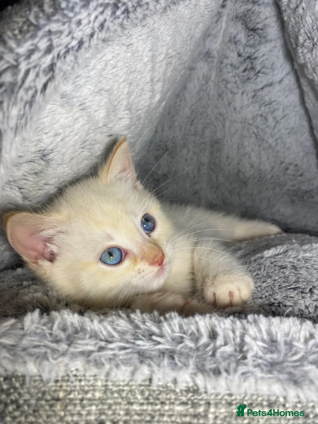 Siamese cats for sale: Adorable Flame Point Siamese Ready To Go Now🏡 - Advert 2