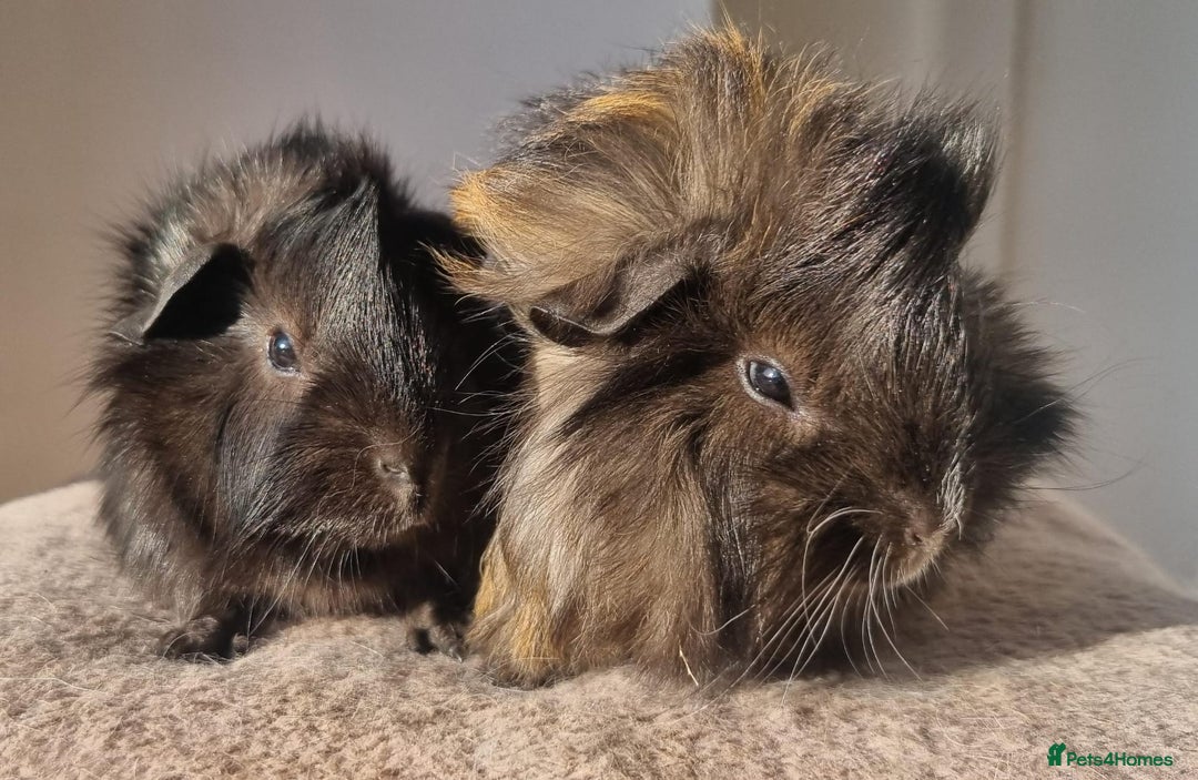 Guinea Pig rodents for sale: beautiful pair of friendly boys - Advert 10