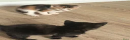 Mixed Breed cats for sale: 7 beautiful kittens  - Advert 6