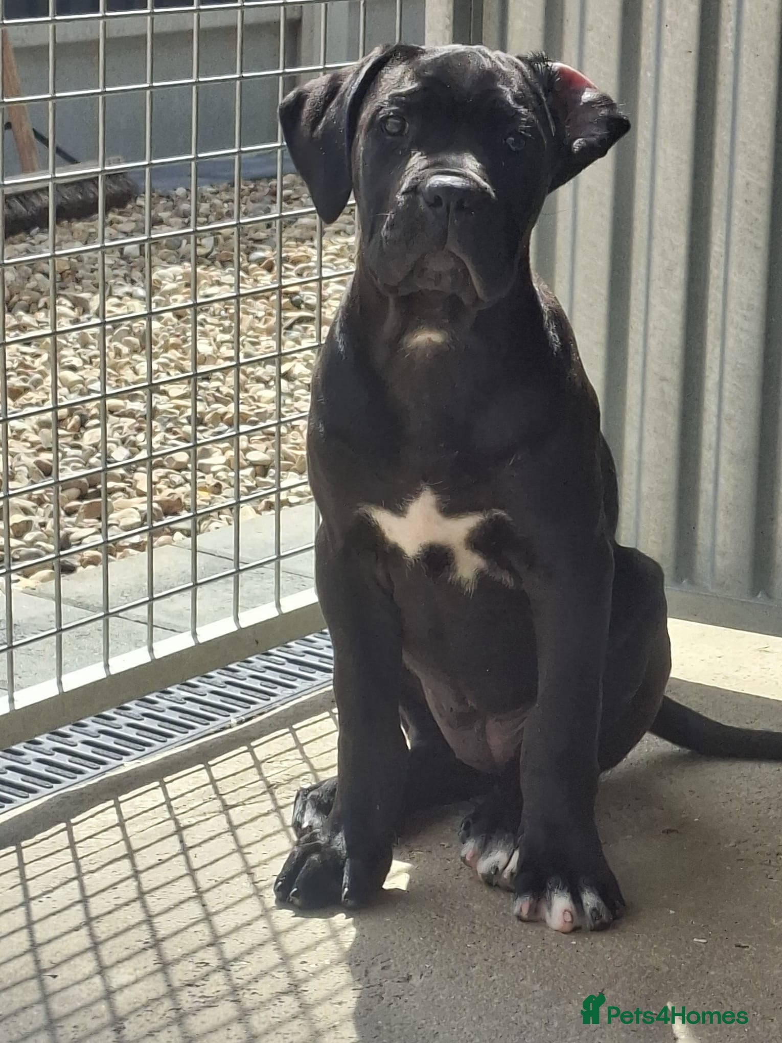 Cane Corso dogs CANE CORSO PUPPIES - Advert 13