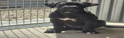 Cane Corso dogs for sale: CANE CORSO PUPPIES - Advert 4