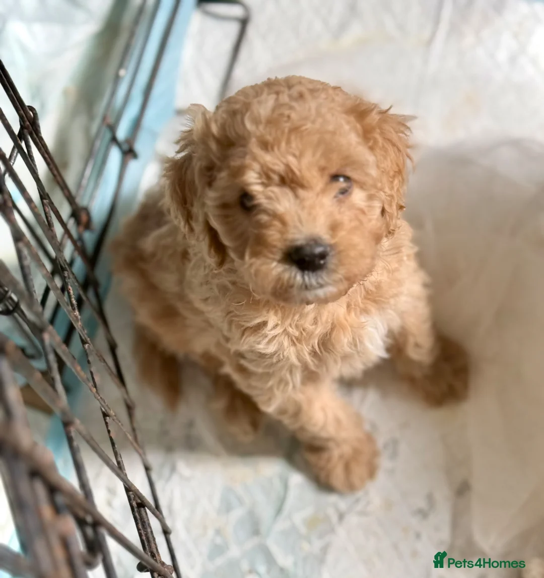 Cavapoo dogs for sale: 1 CARAMEL GIRL AVAILABLE, READY NOW  - Advert 1