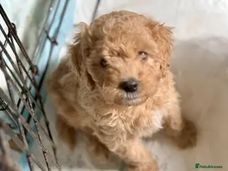 Cavapoo dogs 1 CARAMEL GIRL AVAILABLE, READY NOW - Advert 17