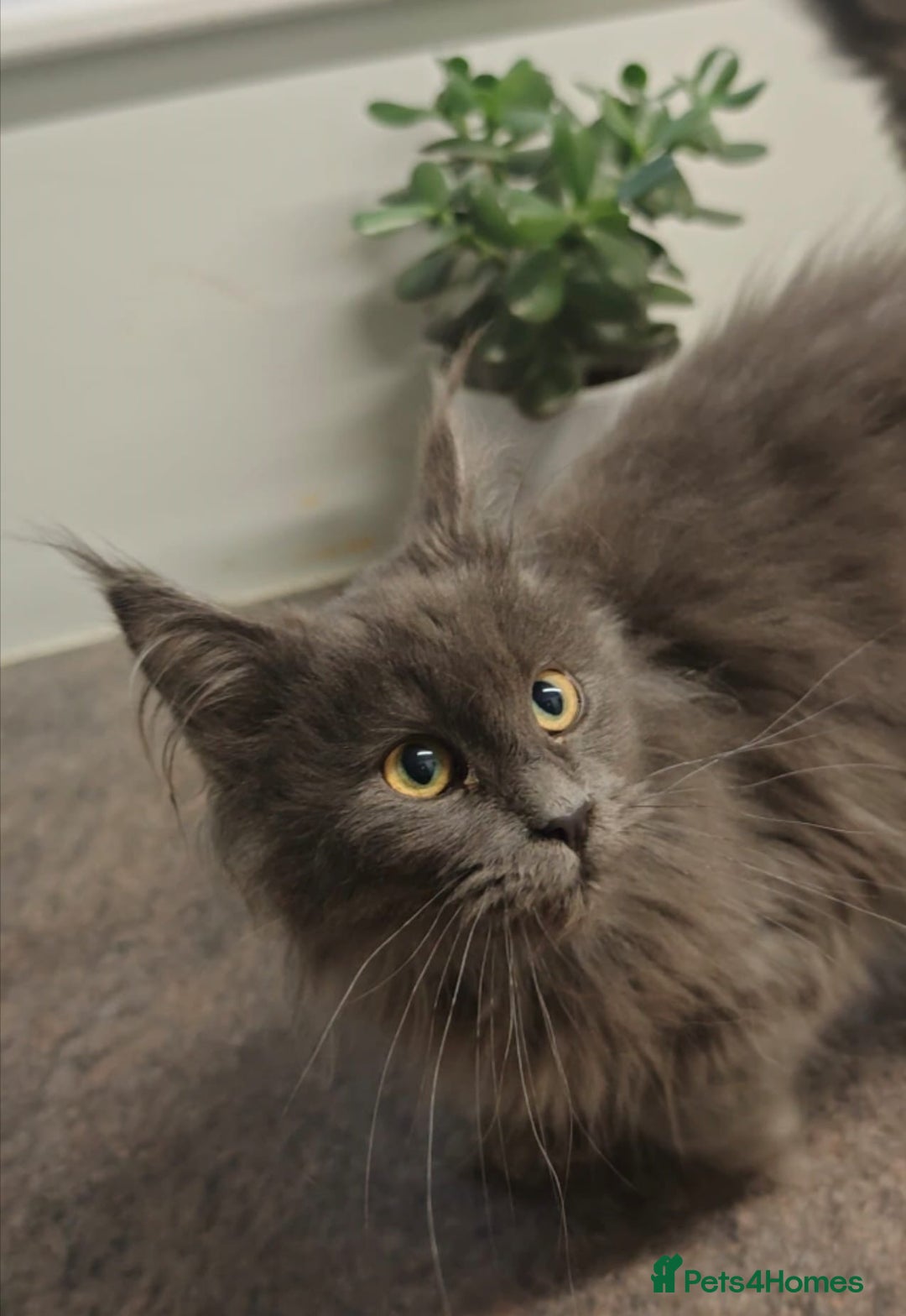 Maine Coon cats for sale: Beautiful Maine coon kittens - Advert 8