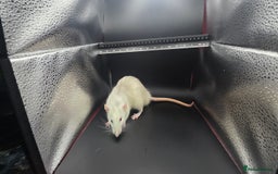 Mouse rodents for sale: Mouse / Rats for same  - Image 9
