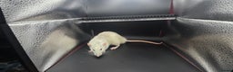 Mouse rodents for sale: Mouse / Rats for same  - Advert 9