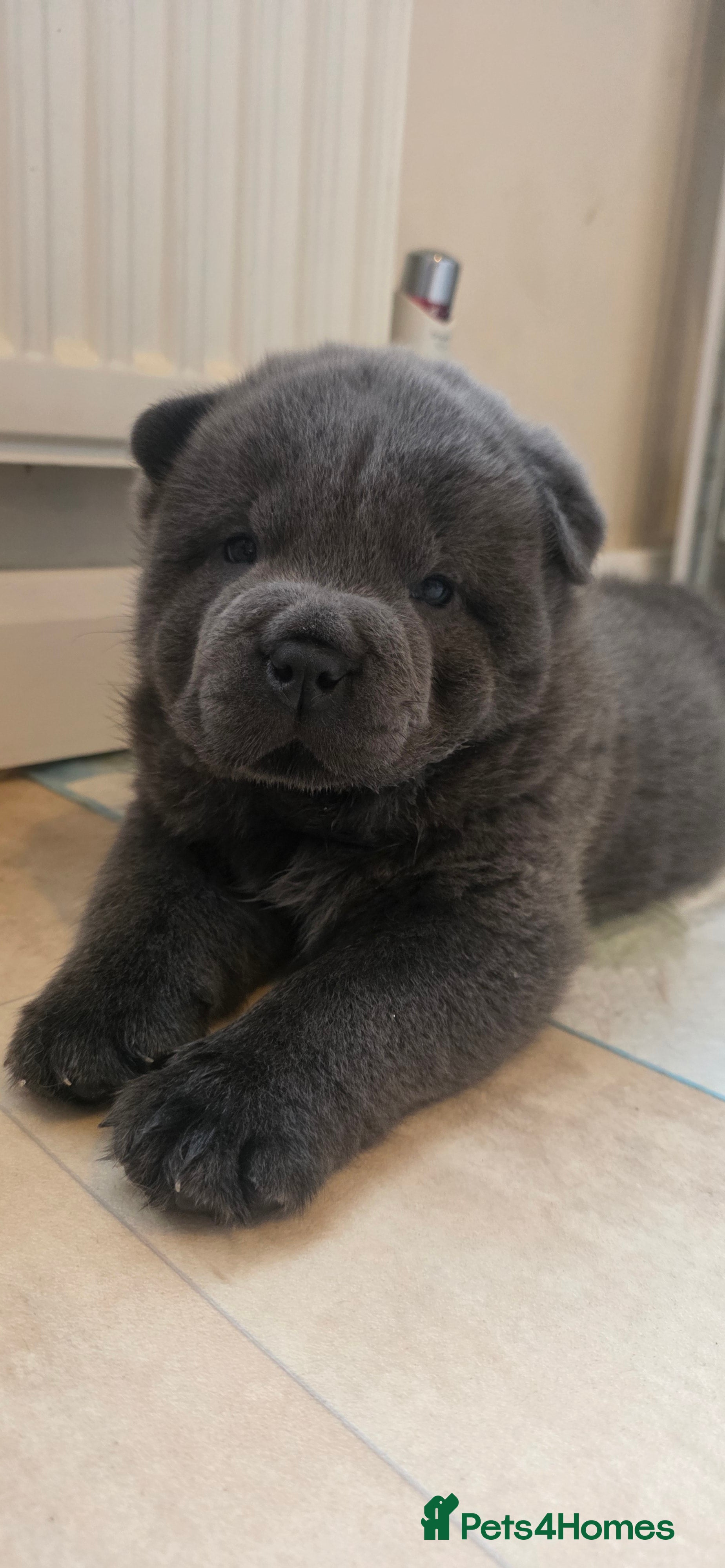 Chow Chow dogs Blue Smooth and Rough KC boys - Advert 1