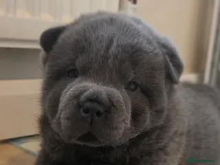 Chow Chow dogs Blue Smooth and Rough KC boys - Advert 1