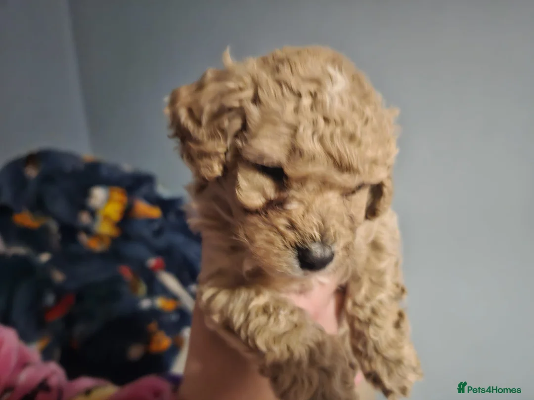 Cockapoo dogs for sale: Cockapoo puppies for sale - Advert 5