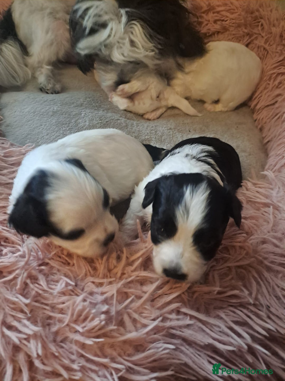 Bichon Frise dogs for sale: 4beautiful Bichon Frise puppies (3boys and 1 girl) - Image 21