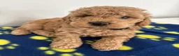 Toy Poodle dogs for sale: Poodle puppies from health tested parents  in Gravesend - Advert 10