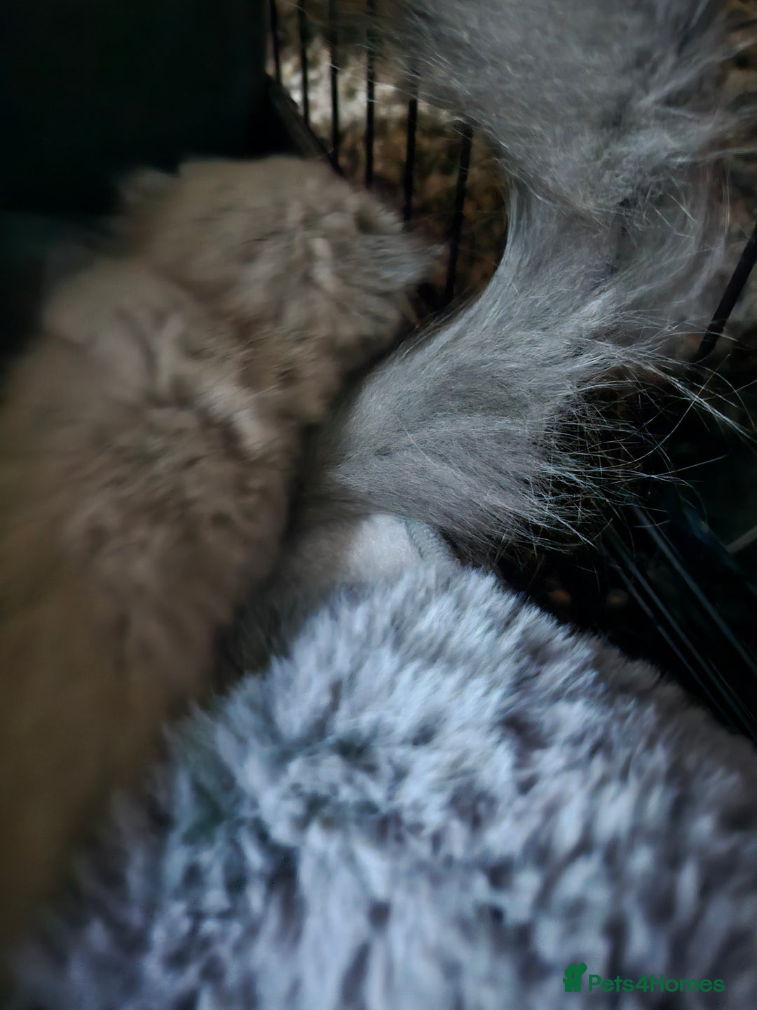 Scottish Fold cats for sale: Scottish fold kittens for sale 4 wks old - Advert 3