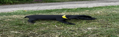 Yellow Collared Pup