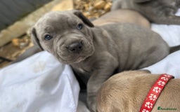 Mastiff dogs for sale: Mastiffs pups in Bury Saint Edmunds - Image 17