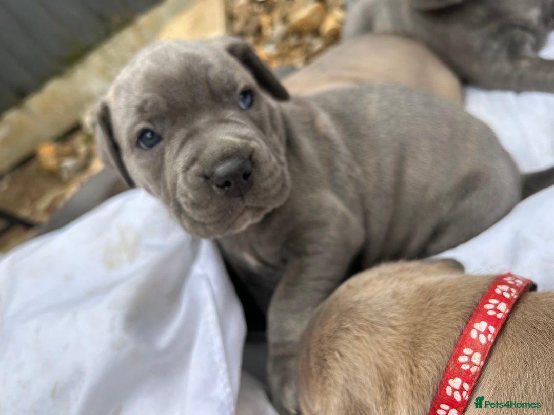 Mastiff dogs for sale: Mastiffs pups in Bury Saint Edmunds - Image 17