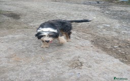 Mixed Breed dogs for sale: Bearded collie x welsh border collie - Image 8