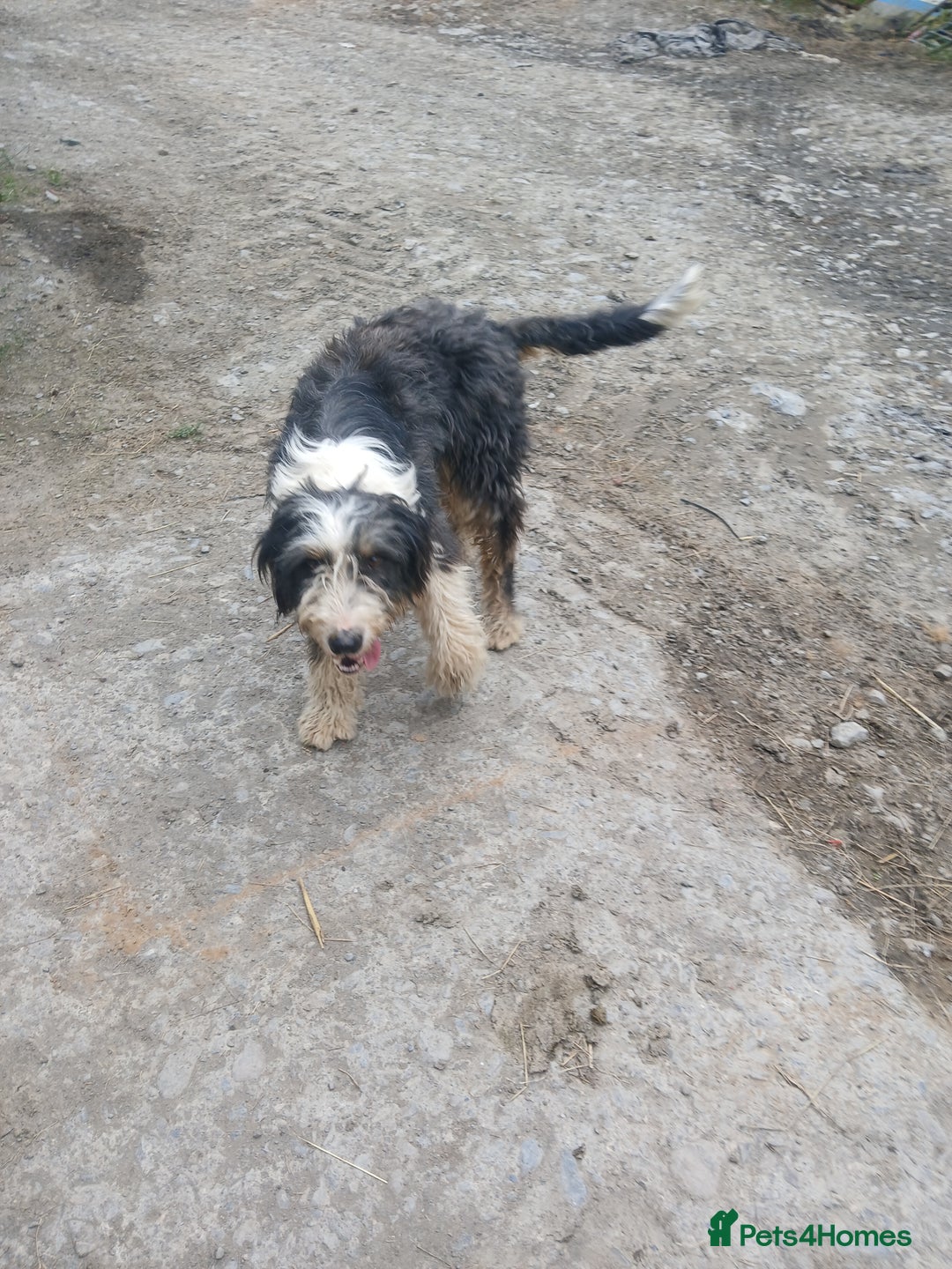 Mixed Breed dogs for sale: Bearded collie x welsh border collie - Image 8