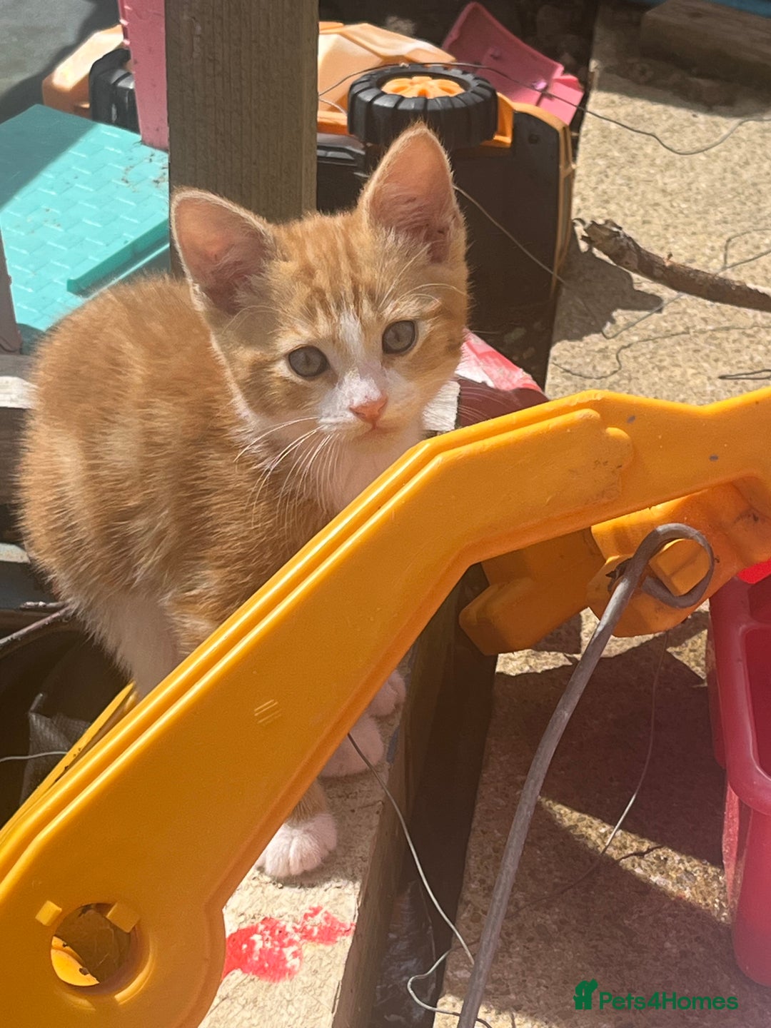 Mixed Breed cats for sale: 3 beautiful kittens - Image 3