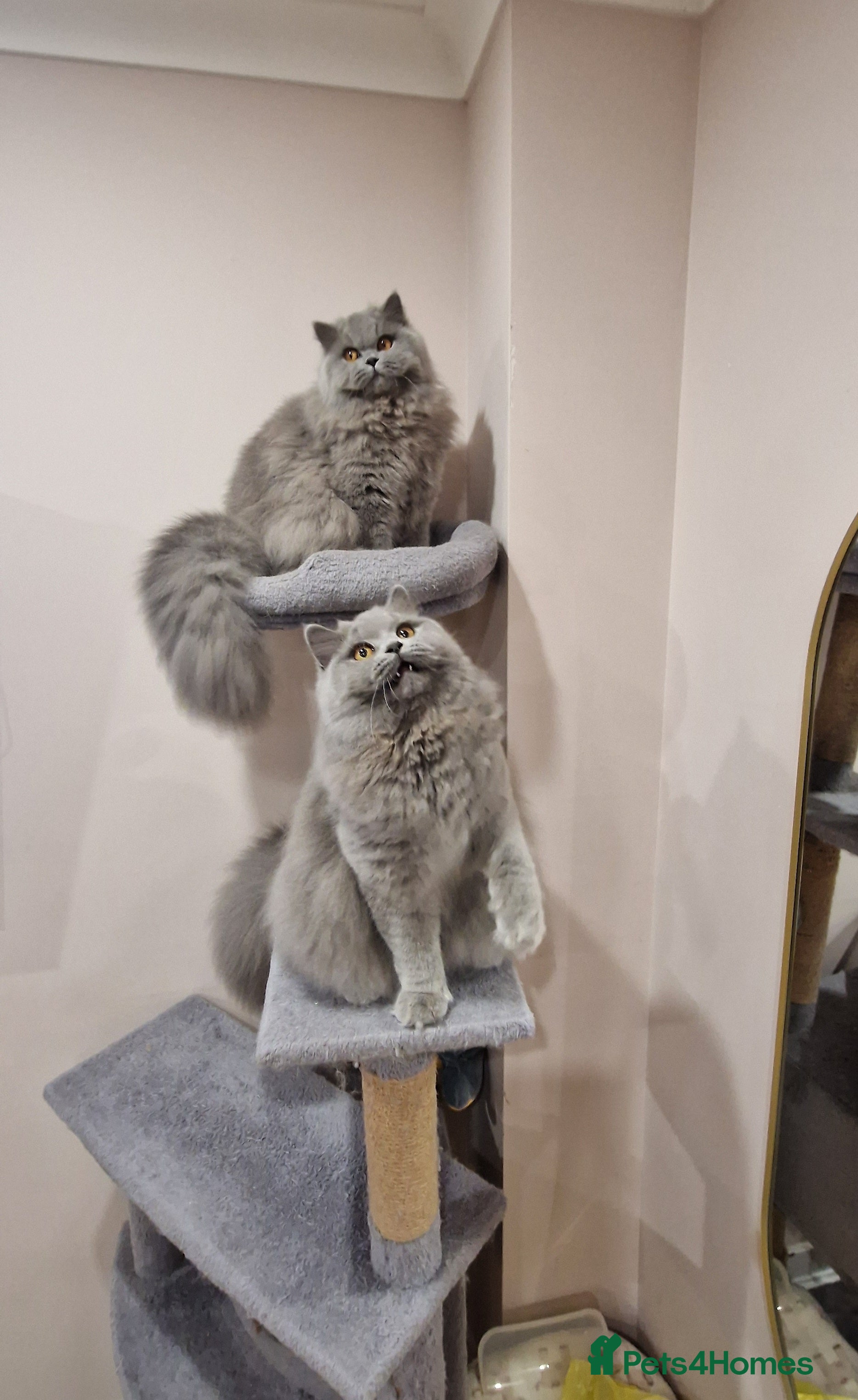 British Longhair cats Amasing girls 🩷🩷🩷 - Advert 7