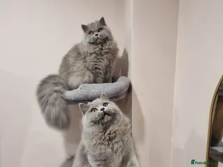 British Longhair cats Amasing girls 🩷🩷🩷 - Advert 7